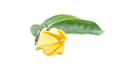 Ylang-Ylang flower,Yellow fragrant flower on white background.