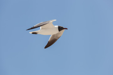 Fototapeta na wymiar Black Headed Gull fly in the sky