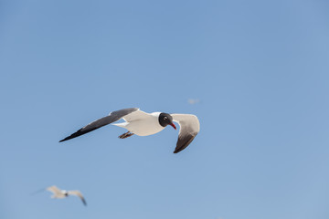 Black Headed Gull fly in the sky