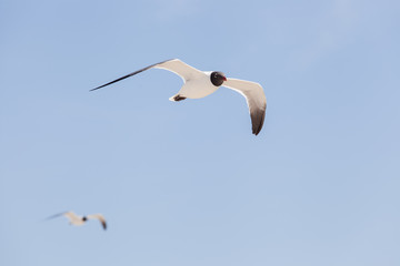 Black Headed Gull fly in the sky