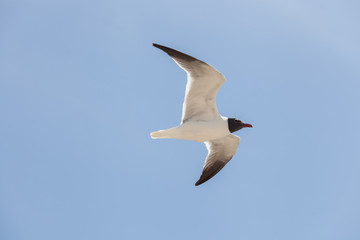 Black Headed Gull fly in the sky
