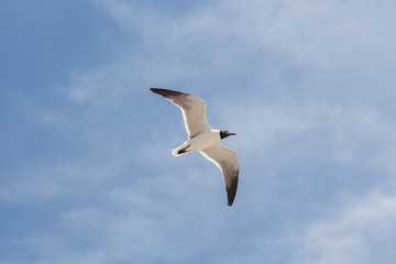 Black Headed Gull fly in the sky