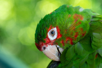 Closeup Green parrot