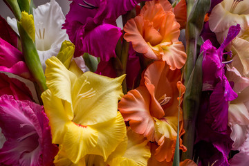 Bunch of beautiful multicolored gladiolus flowers. Bloom, romance.