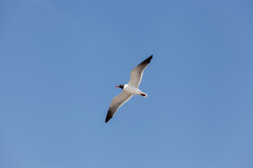 Obraz premium Black Headed Gull flying in the sky