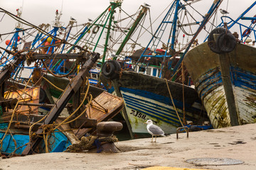 In the old fishing port of Essaouira.