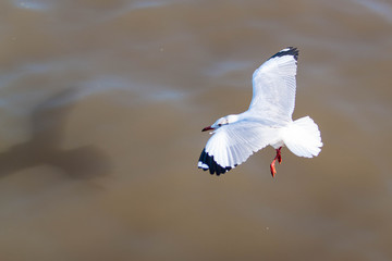 seagull in flight
