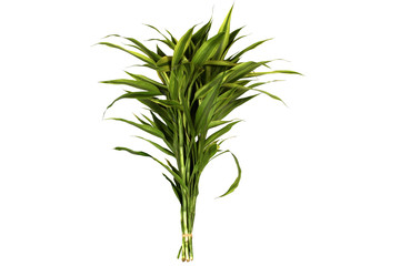 Isolated of  Ribbon dracaena, are tied as holding