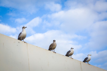 Animals in the fishing port of Essaouira.