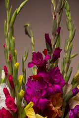 Bunch of beautiful multicolored gladiolus flowers. Bloom, romance.