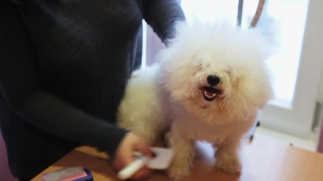 Woman groomer combing white fluffy dog breed Bichon Frize, prepares to trim