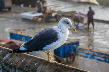 Animals in the fishing port of Essaouira.