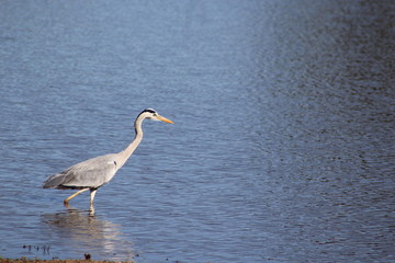 Bird in water