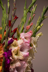 Bunch of beautiful multicolored gladiolus flowers. Bloom, romance.