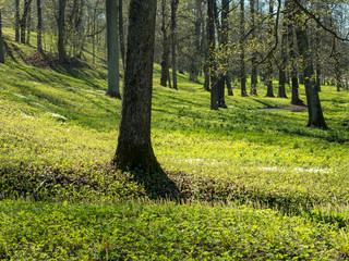 Forest trees. nature wood sunlight backgrounds.