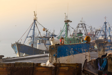 In the old fishing port of Essaouira.