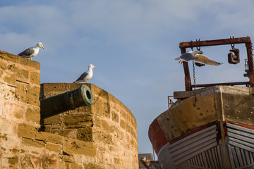 Animals in the fishing port of Essaouira.
