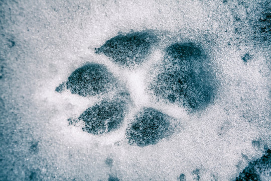macro image of wolf trail on the snow 