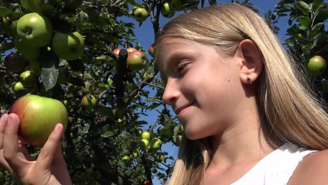 Child Eating Apple, Kid in Orchard, Farmer Girl Studying Fruits in Tree