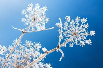 Papier Peint photo Hiver abstract flowers in frost on blue sky background