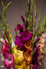 Bunch of beautiful multicolored gladiolus flowers. Bloom, romance.