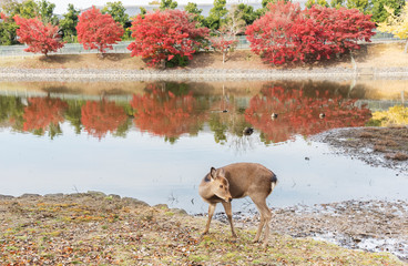 Deer in Nara, Japan. Deer is cherished as a divine force of God