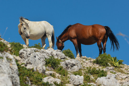 cavalli al pascolo su terreno roccioso di montagna