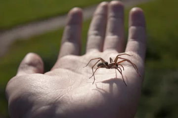 Fotobehang Spider on palm © Vladimír Jonas