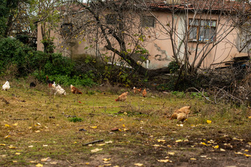 chicken and roosters