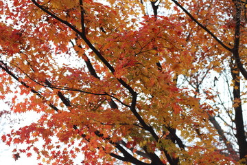 Leaves color change in South Korea.