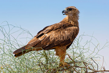 Steppe eagle (Aquila nipalensis) is a bird of prey in Rajasthan, India.