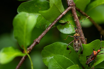 Naklejka premium Pluskwa domowa na liściach drzewa acerola. Typowe drzewo owocowe Brazylii.