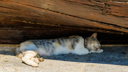 the cat sleeps under the boat