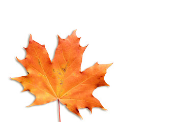 Naklejka na ściany i meble autumn leaf isolated on white background