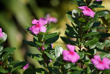 Close up of Soft Pink Catharanthus roseus flower,green background.