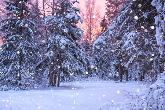 Fototapeta winter landscape with forest, trees and sunrise