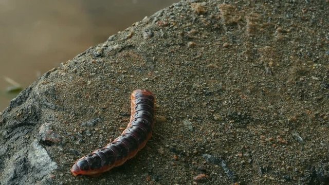 Huge borer caterpillar odorous close to, tracking shot