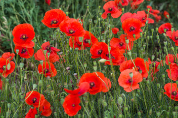 Obraz premium Field of wild poppy flowers. Selective focus. Agricultural concept.
