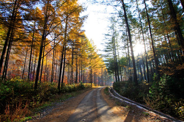 Obraz premium Forest road in the autumn