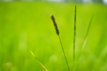 closeup of green grass