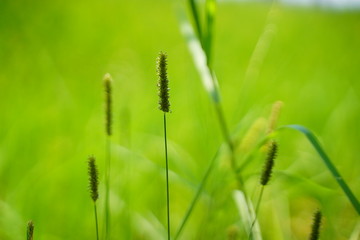 grass with dew drops
