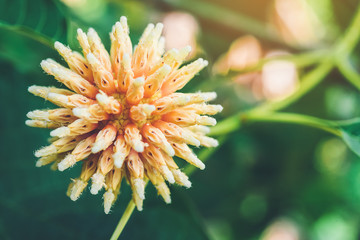 Korth cottage flowers, (Kratom flowers) growing in nature are addictive and medical.