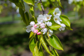 flowers in garden