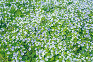 Fototapeta na wymiar green background of flowers