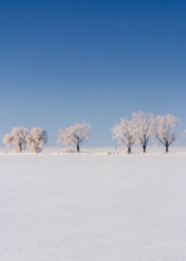 Winter landscape with trees and blue sky