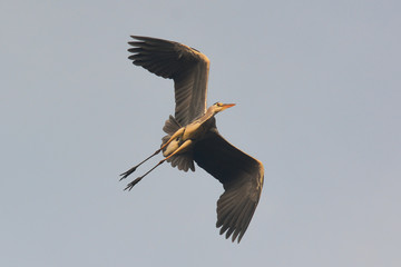 airone cenerino (Ardea cinerea) in volo su sfondo cielo