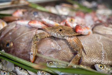 Lobster, octopus, red mullet, boops boops, sea bass, sea bream, white grouper, prawns and various fresh seafood and fishes in fish market
