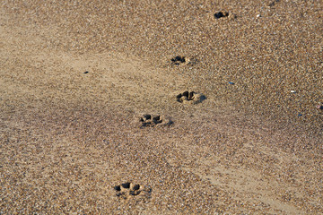 Dog paw on the sand