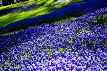 hyacinth flowers garden