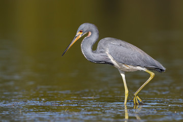 Tricolored Heron wading in a shallow lagoon